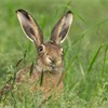 Brown Hare (Lepus capensis) close-up feeding on grass shoots